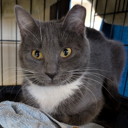 Wilma (Bonded Pair) photo