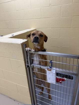 Roscoe photo