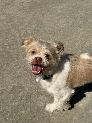 Gander photo