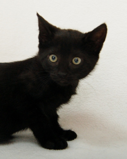 Kali photo