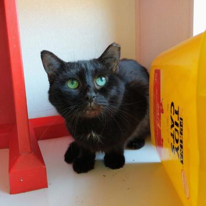 Midnight - Spirit Cat - Hero Needed