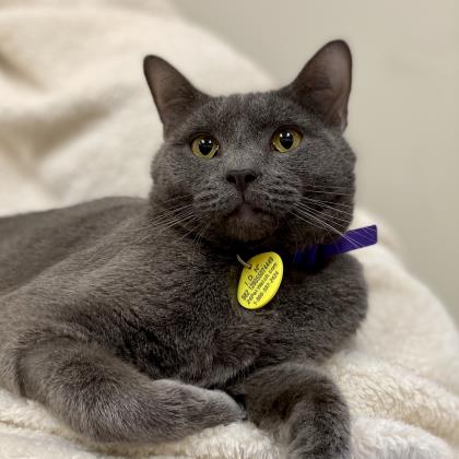 The vaccine friendly plan