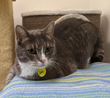Julius - Special Medical Needs - See My Video