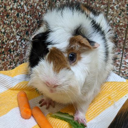 Edward w/ Waddles - I'm in foster care