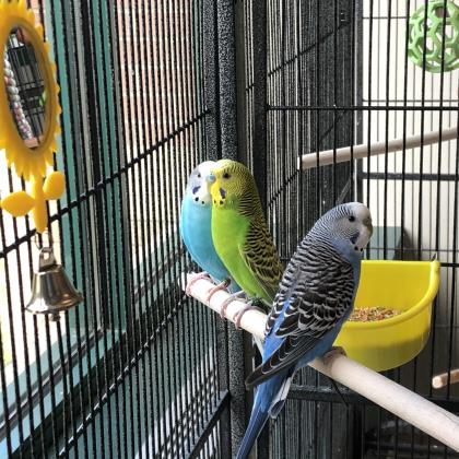 Dinah with Oliver and Barry