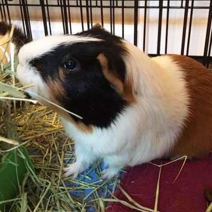 Waddles w/ Edward-I'm in foster care