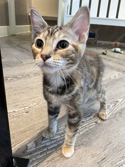 Photo of Cinnamon Roll *Cat Cafe*