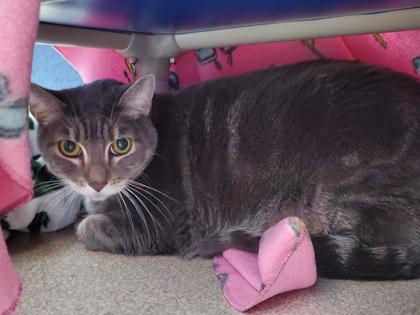 Photo of Tony *In Foster*