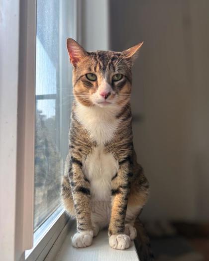 Photo of Mickey - PetSmart Federal Way