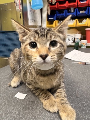 Photo of Mittens *Cat Cafe*