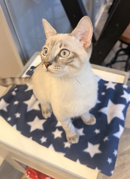 Photo of Henry *Cat Cafe*