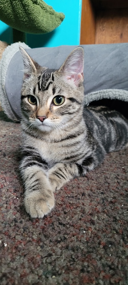 Photo of Lucien - Federal Way PetSmart