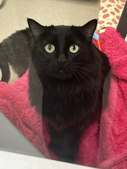 Photo of Ember