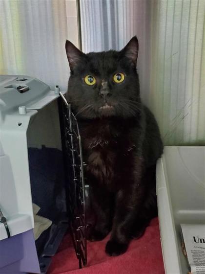 Photo of Victor *Working Cat*