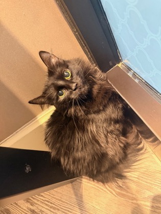 Photo of Mollie *Cat Cafe*