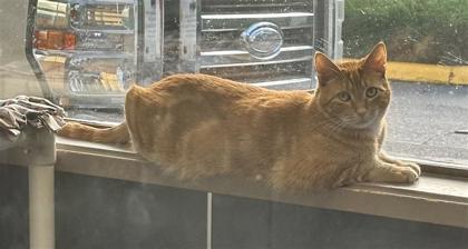 Photo of Nigel *Sponsored*