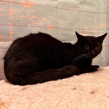Photo of Martin - Federal Way PetSmart