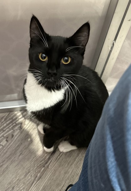 Photo of Jill *Cat Cafe*