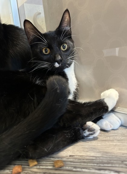 Photo of Jack *Cat Cafe*