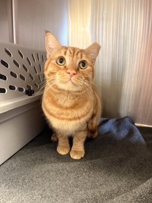 Photo of Lucky