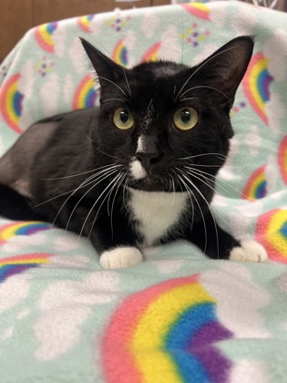 Photo of Cornelius *In Foster*