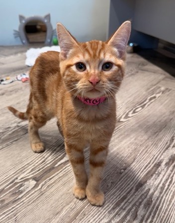 Photo of Mercy *Cat Cafe*