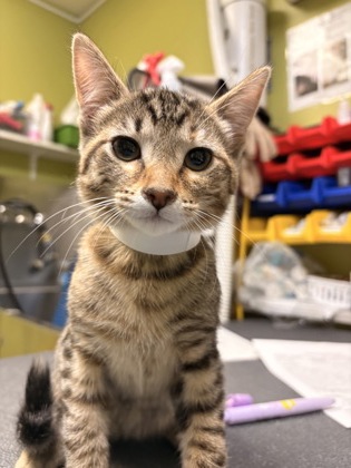 Photo of Boots *Cat Cafe*