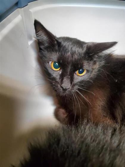 Photo of Noir