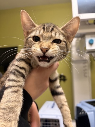 Photo of Cosmo