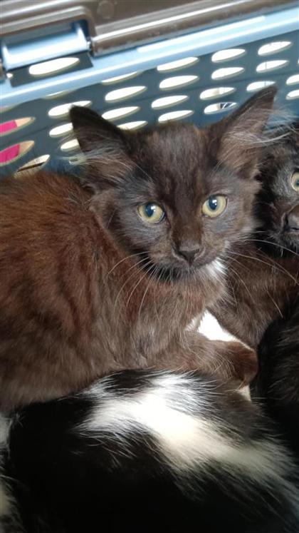 Photo of Bitsy