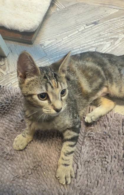 Photo of Oreo *Cat Cafe*