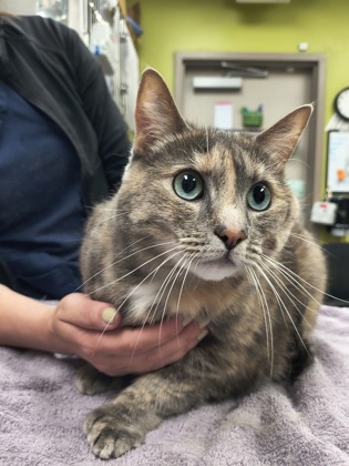 Photo of Cookie