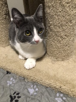 Photo of Brady *In Foster*