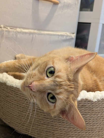 Photo of Sunshine **In Foster**