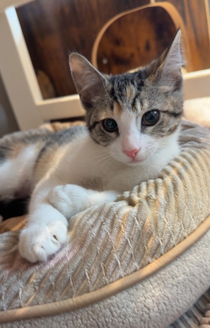 Photo of Gabriella *Cat Cafe*