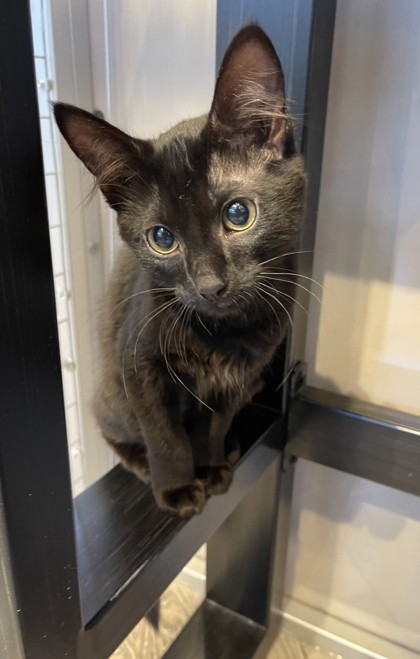 Photo of Missy *Cat Cafe*
