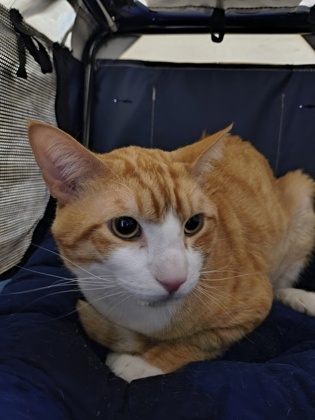 Photo of Emmett