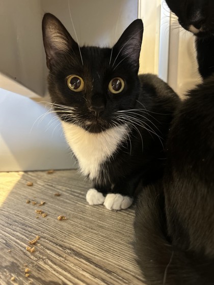 Photo of Velvet *Cat Cafe*