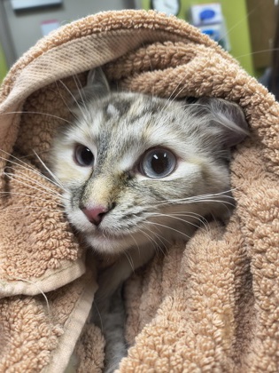 Photo of Luna