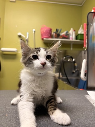 Photo of Mr. Bean *Cat Cafe*