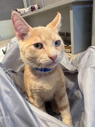 Photo of Lou *Cat Cafe*