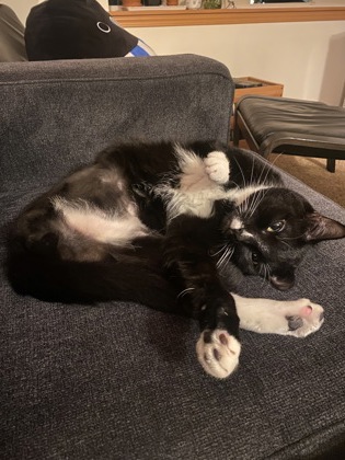 Photo of Cornelius *In Foster*