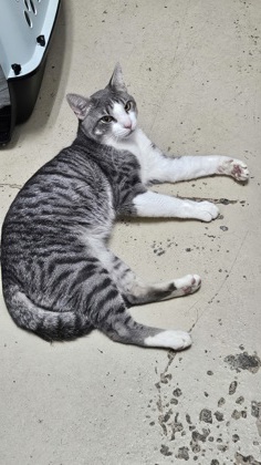 Photo of Rainier - Federal Way Petsmart