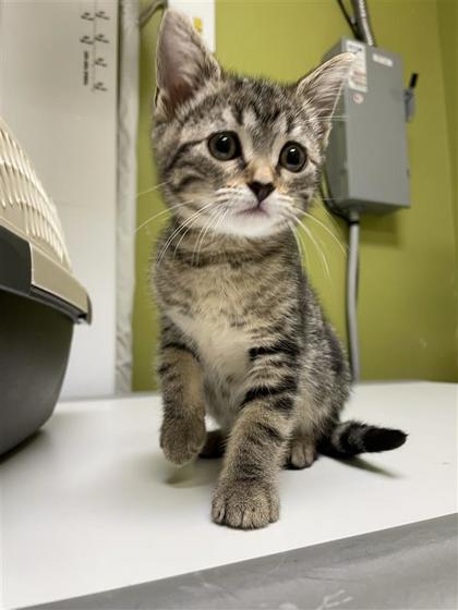 Photo of Tot