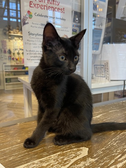 Photo of Moose *Cat Cafe*