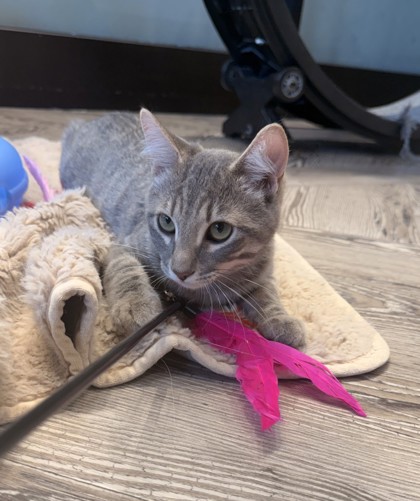 Photo of Drew *Cat Cafe*