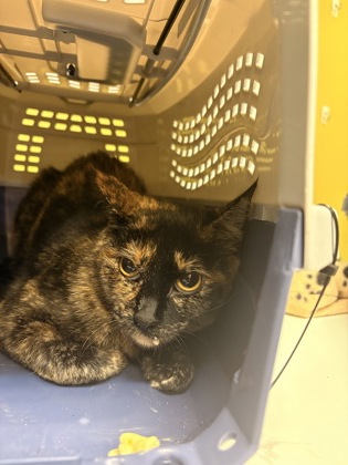 Photo of Frannie *Sponsored*