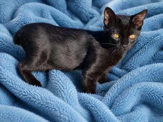 Photo of Connor - PetSmart Federal Way