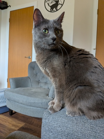Photo of Jasper *Sponsored*