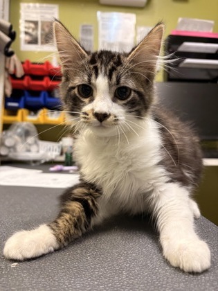 Photo of Mr. Bigglesworth *Cat Cafe*